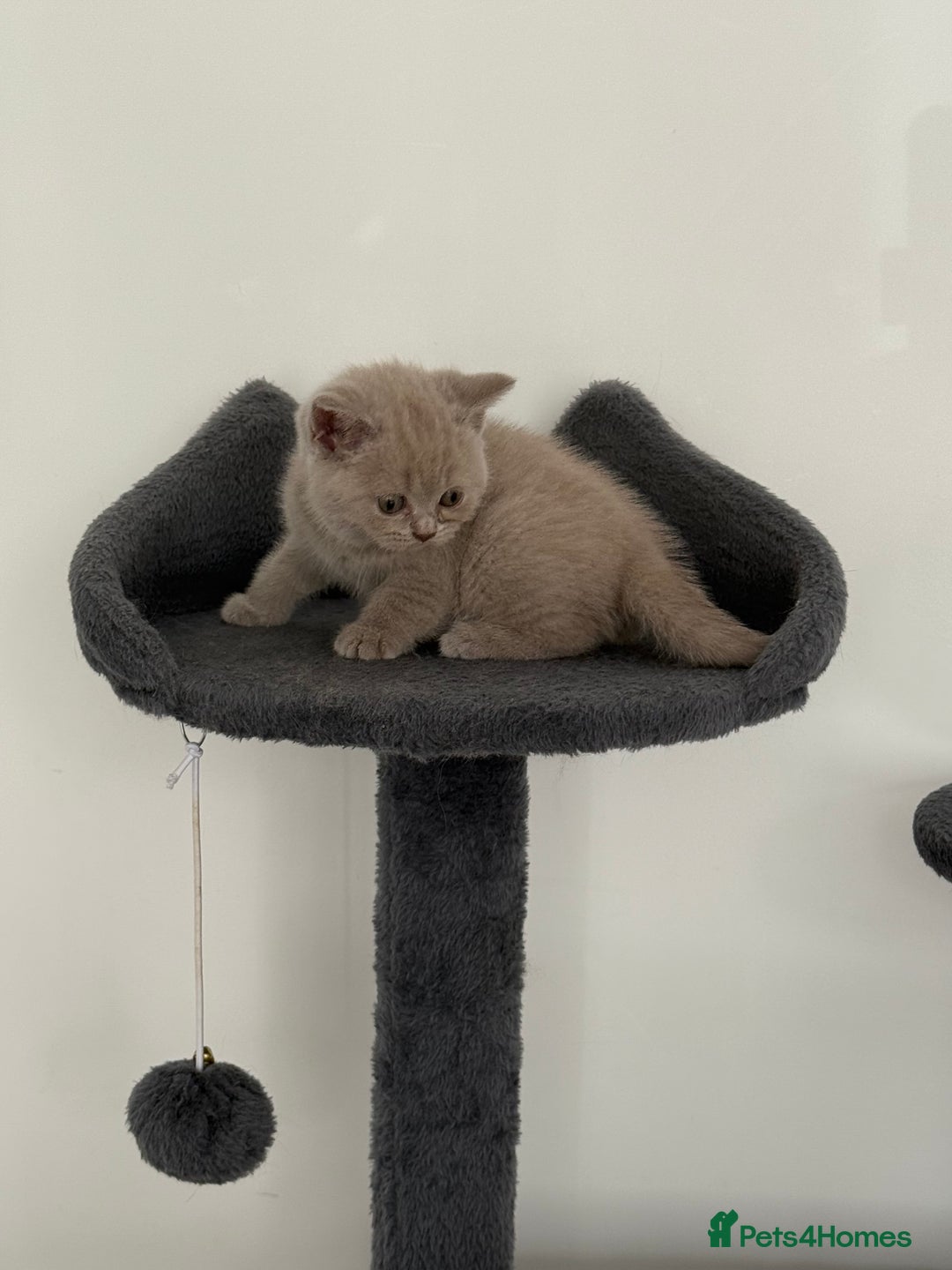 British Shorthair cats for sale: British shorthair kittens  - Image 7