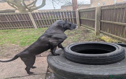 Cane Corso dogs for sale: REHOMING Cane Corso Female - Image 4