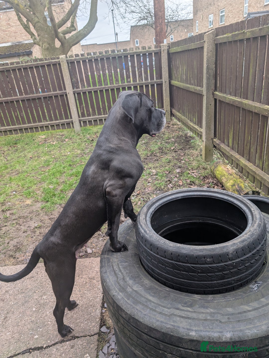 Cane Corso dogs for sale: REHOMING Cane Corso Female - Image 4