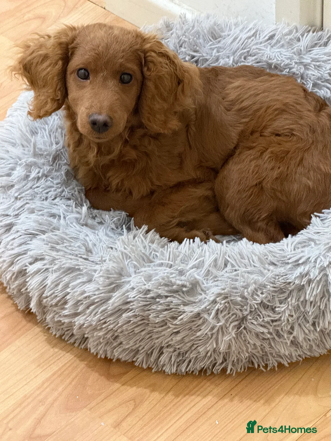 Cockapoo dogs for sale: 8 Month old male cockapoo - Advert 2