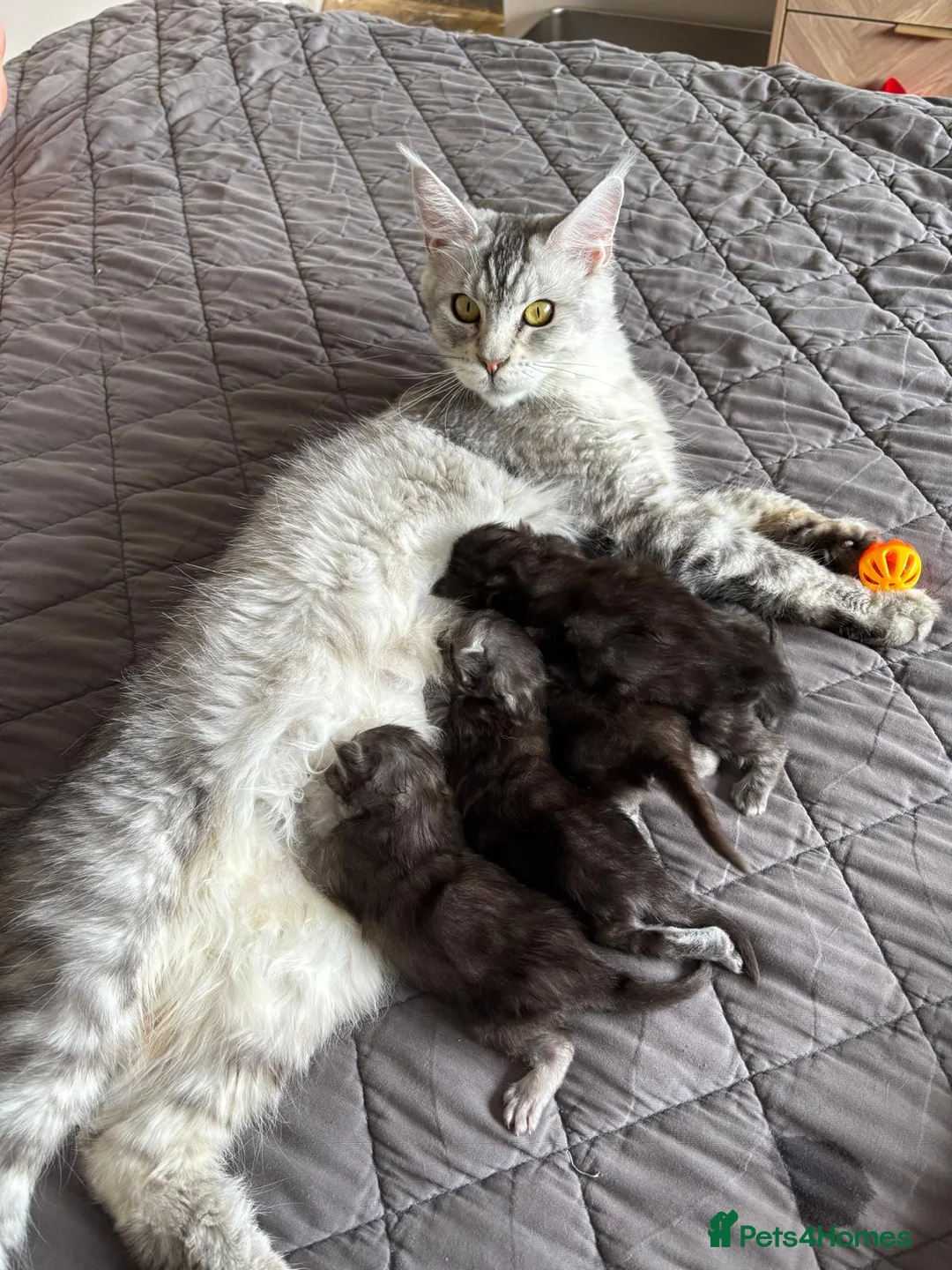 Maine Coon cats for sale: Beautiful Maine Coon Girl - Advert 2