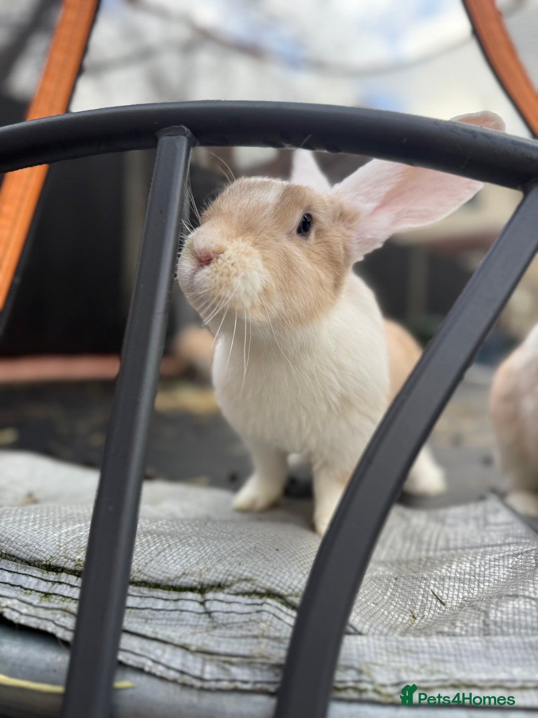 Continental Giant rabbits for sale: Giants Rabbits  - Advert 4