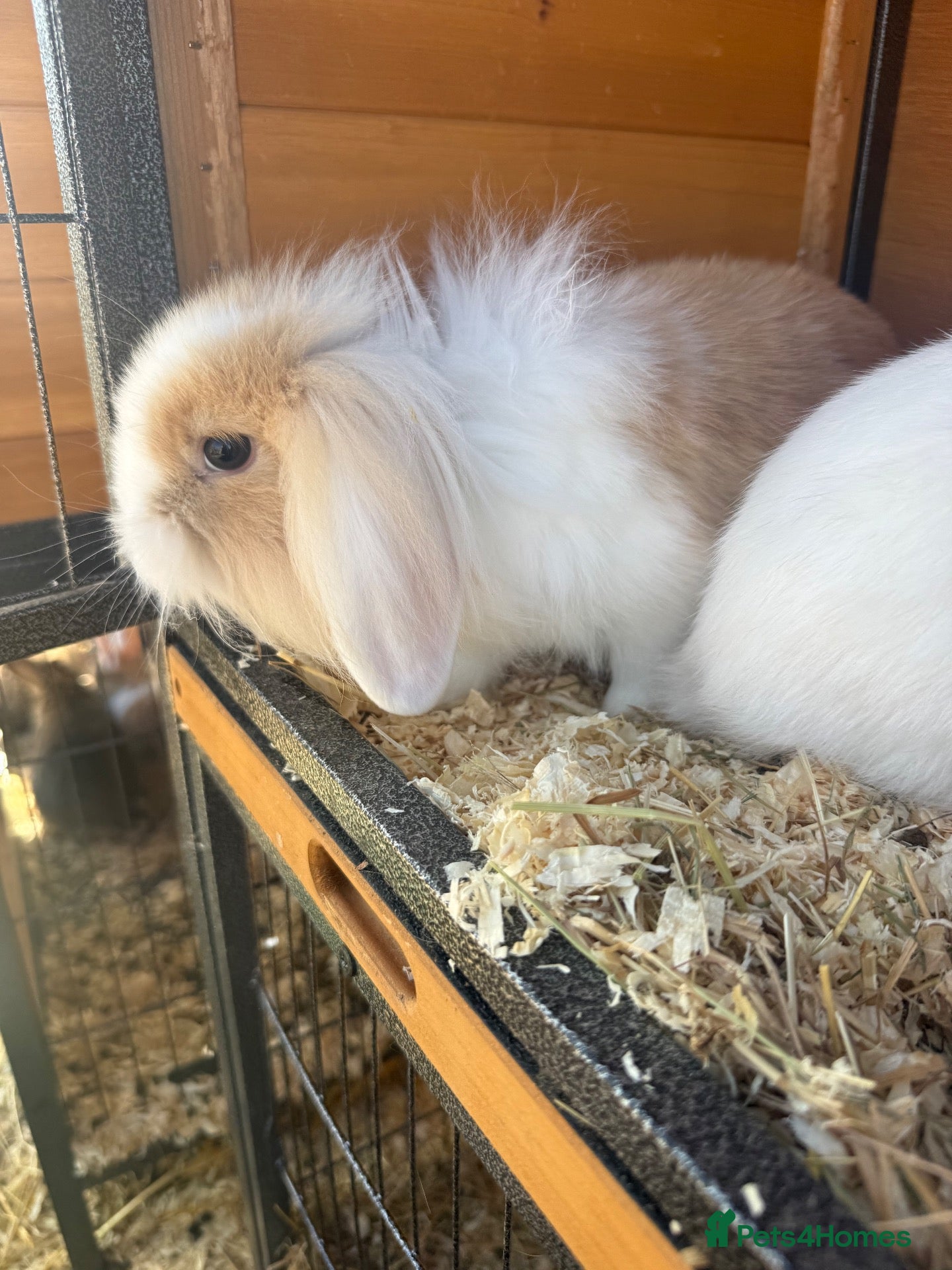 Mixed Breed rabbits Lion lop babies for sale  - Advert 18