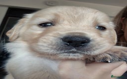 Golden Retriever dogs for sale: Beautiful golden retriever pupoies - Image 9