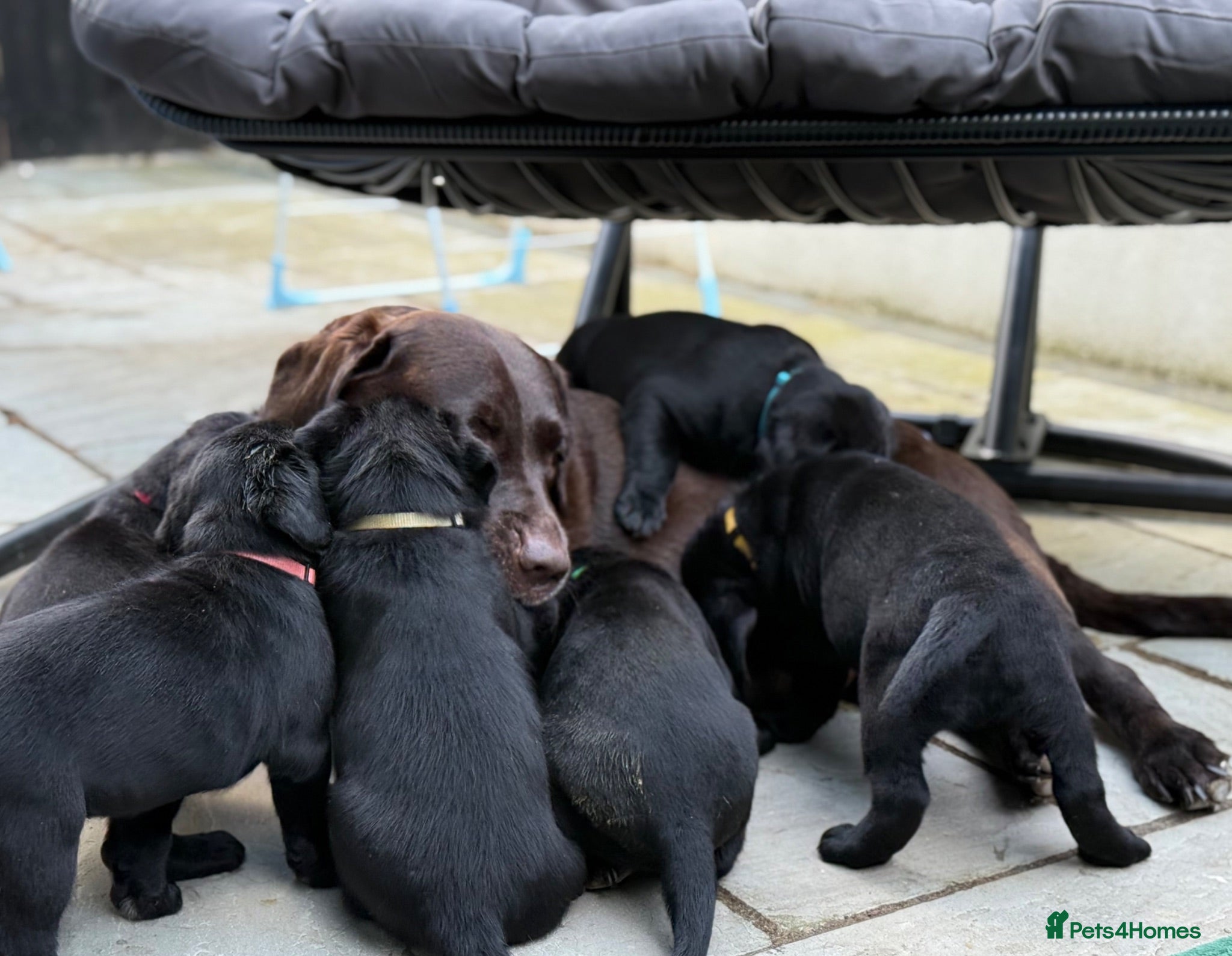 Labrador Retriever dogs Gorgeous Black Labrador Puppies  - Advert 1