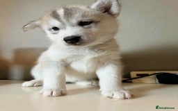 Siberian Husky dogs for sale: Siberian husky  - Image 1