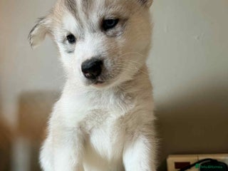 Siberian Husky dogs Siberian husky - Advert 6