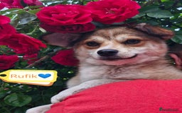 Mixed Breed dogs for adoption: 💙🐶 RUFIK 🐶💙 - Image 2