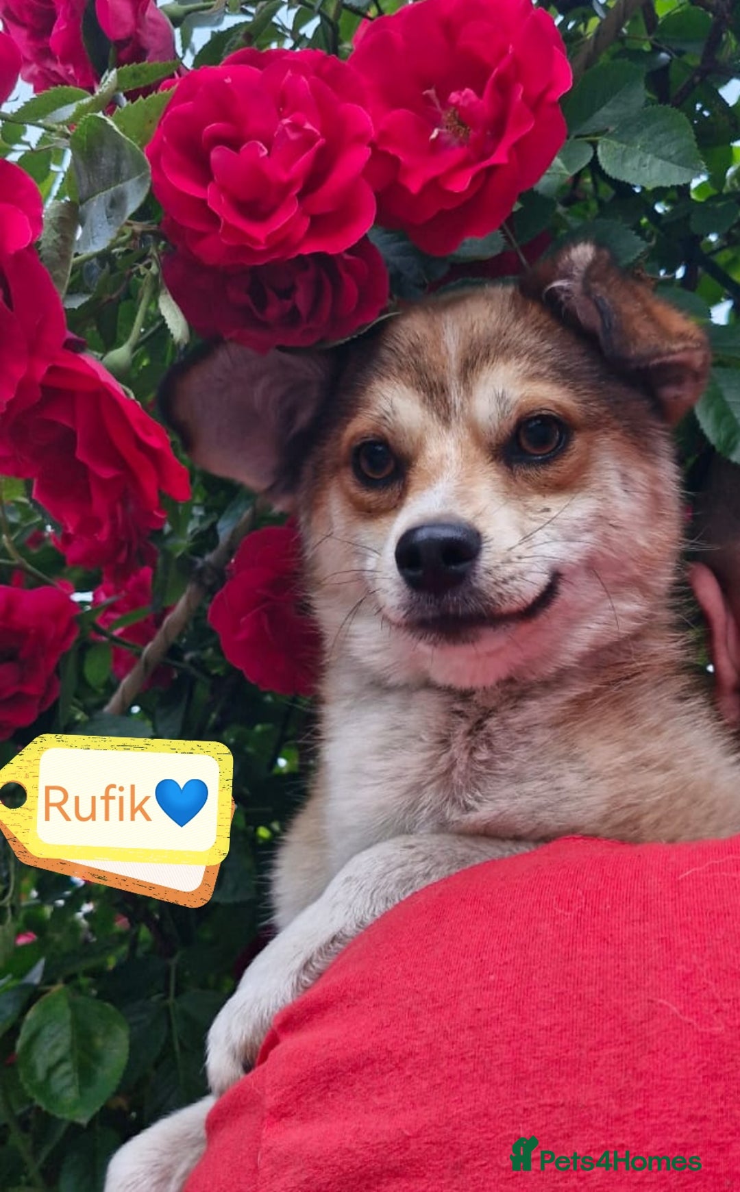 Mixed Breed dogs for adoption: 💙🐶 RUFIK 🐶💙 - Image 2