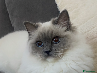 Ragdoll cats - Advert 3