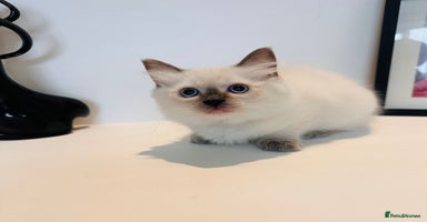 Ragdoll cats - Advert 9