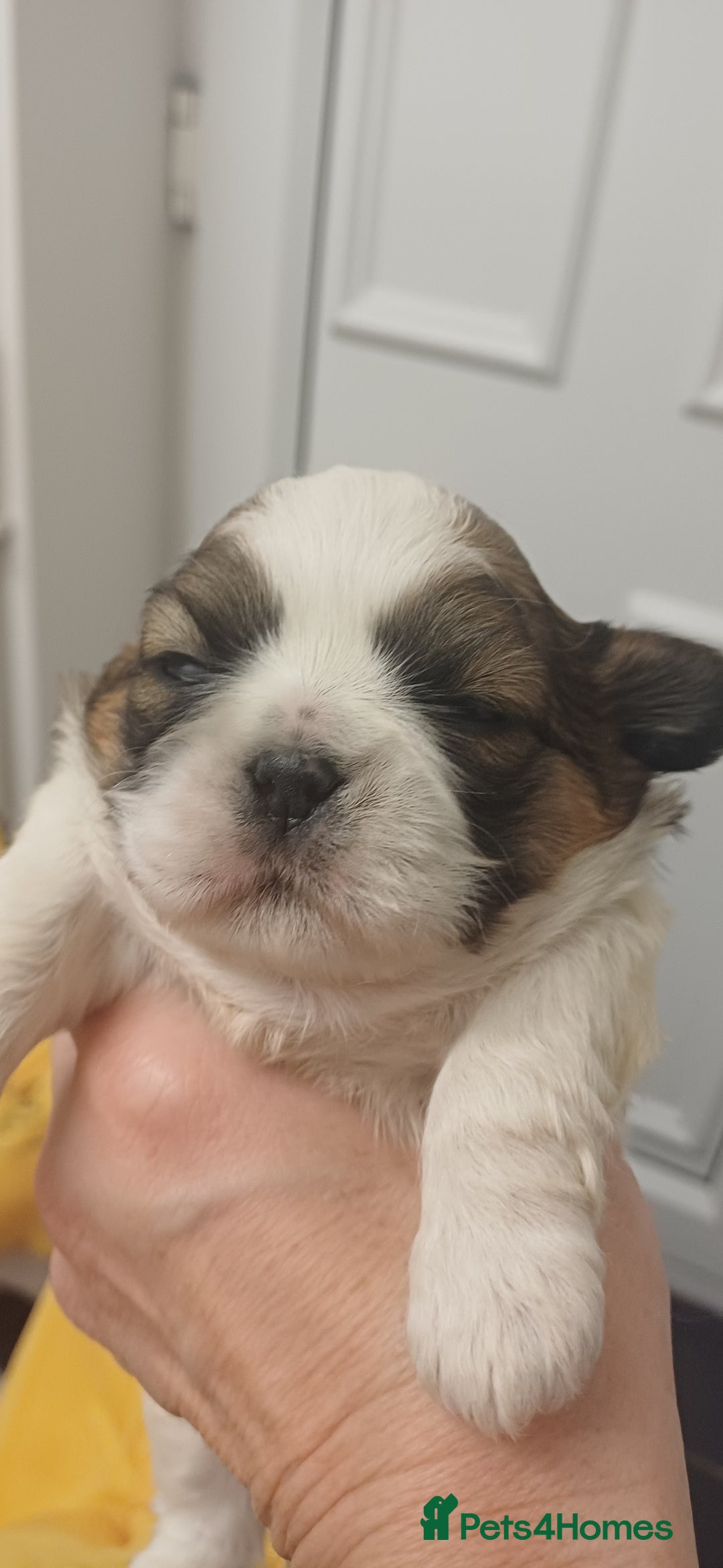 Shih Tzu dogs for sale: 3 lovely girl shih tzu puppies  - Advert 8