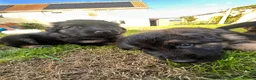 German Shepherd dogs for sale: 🐾🐶 GERMAN SHEPHERD PUPPIES FOR SALE 🐶🐾 in King's Lynn - Advert 9