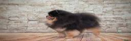 Pomeranian dogs for sale: 🐾 RESERVATIONS NOW OPEN 🐾 - Advert 35
