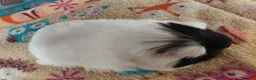 Guinea Pig rodents for sale: Young Adult Longhaired Sows For Retirement Homes  - Advert 6