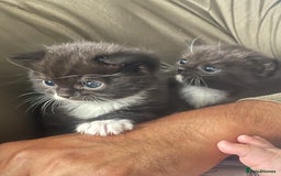 Mixed Breed cats for sale: Cutest Scottish Fold and BSH kittens  - Image 8