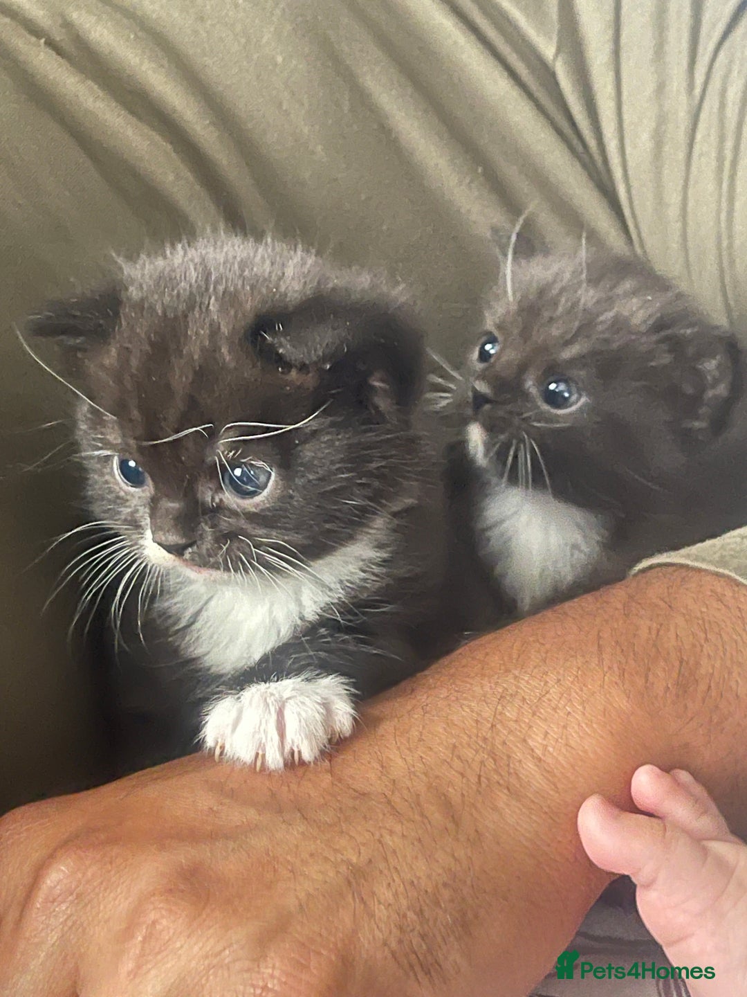 Mixed Breed cats for sale: Cutest Scottish Fold and BSH kittens  - Image 8