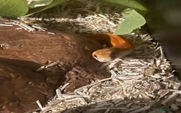 Snake reptiles for sale: Collection of snakes - Image 22