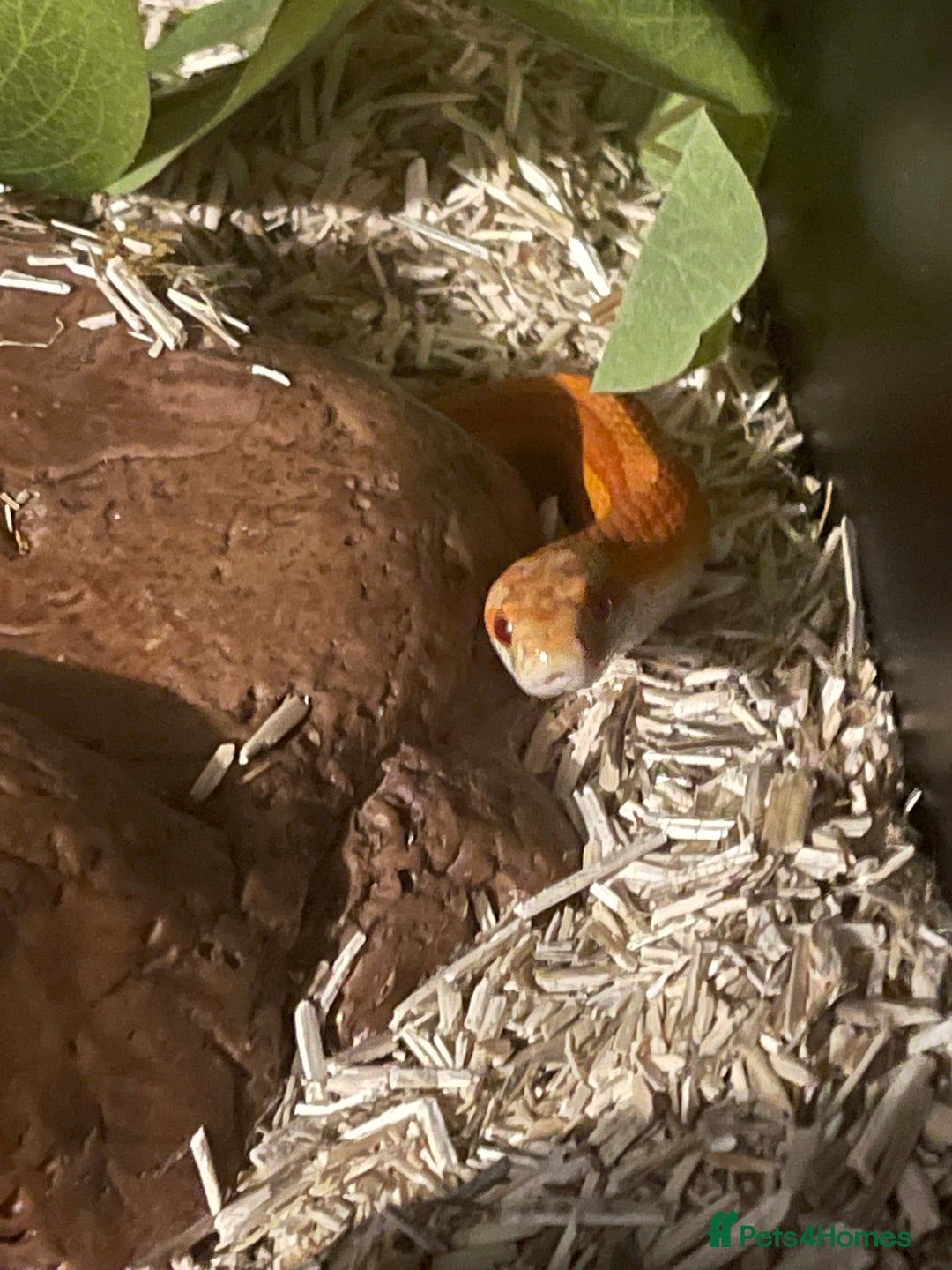 Snake reptiles for sale: Collection of snakes - Image 22