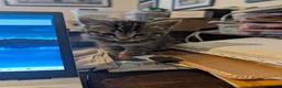 Mixed Breed cats for sale: Stunning Kittens Ready to Leave 30th September - Advert 5