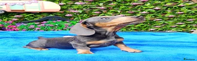 Dachshund 10