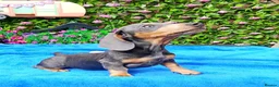 Dachshund dogs for sale: FULLY VAX READY NOW QUAILTY MINI KC Reg PRA CLEAR  - Advert 15
