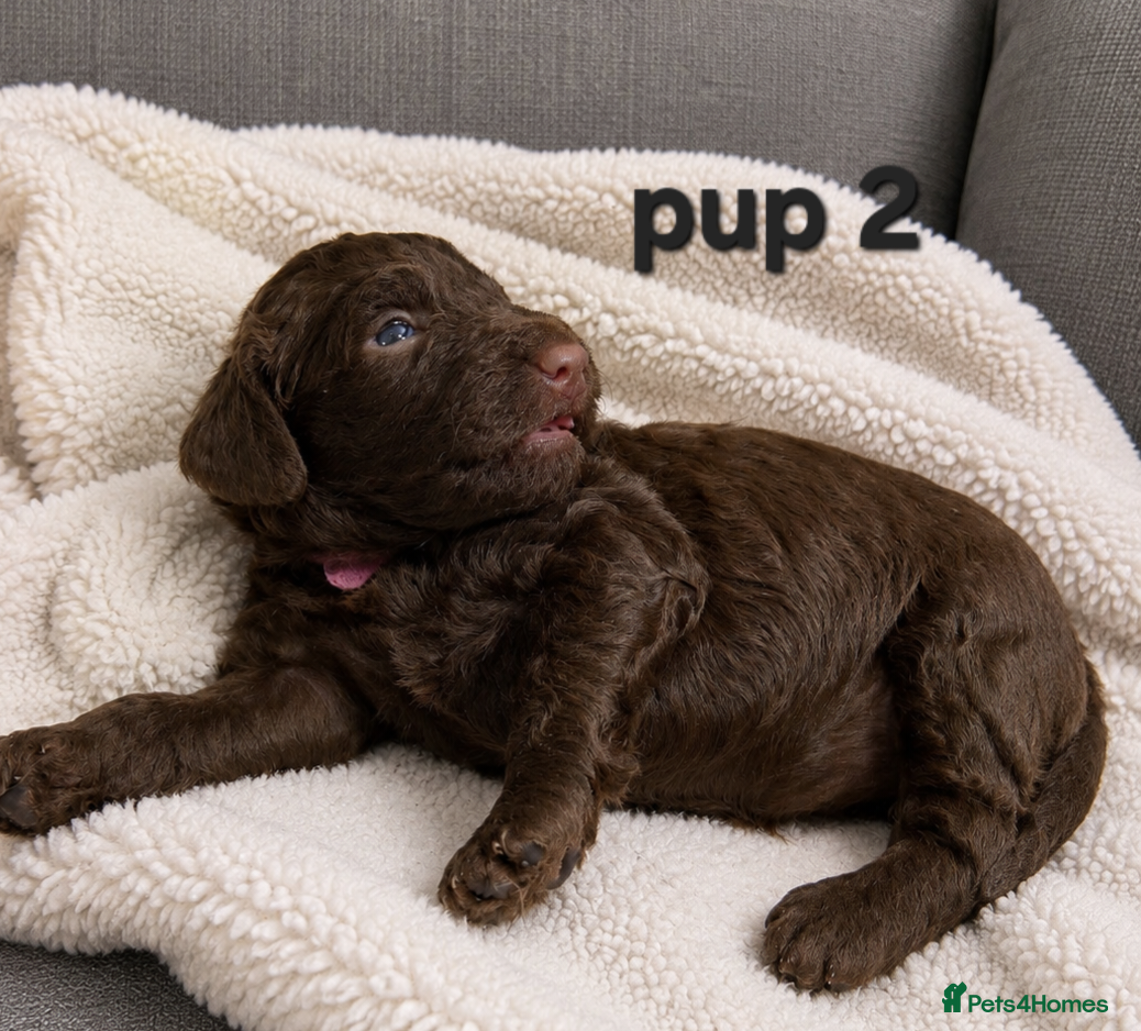 Cockapoo dogs for sale: Rare cockapoo pups with mix blue eyes colour  in Wolverhampton - Advert 6