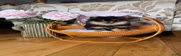 Pomeranian dogs for sale: Black and Tan Pomeranian girl - Advert 12