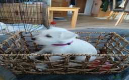 Miniature Schnauzer dogs for sale: Adorable white schnauzer puppy-last one left now  - Image 7