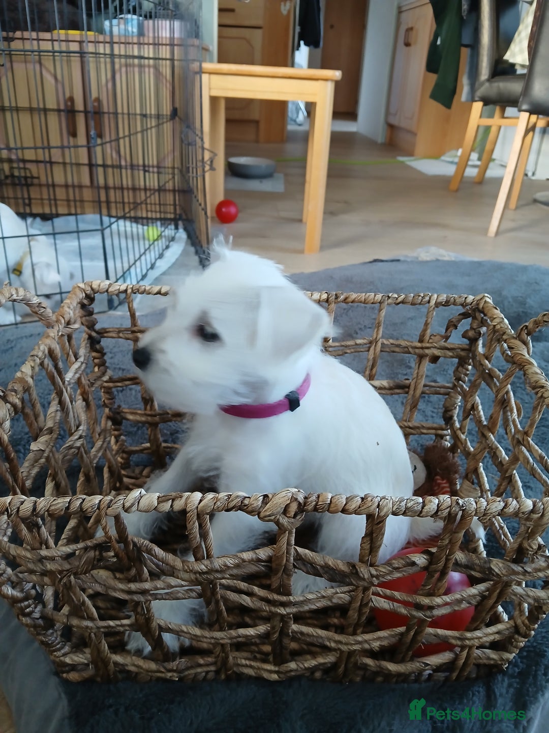 Miniature Schnauzer dogs for sale: Adorable white schnauzer puppy-last one left now  - Image 7
