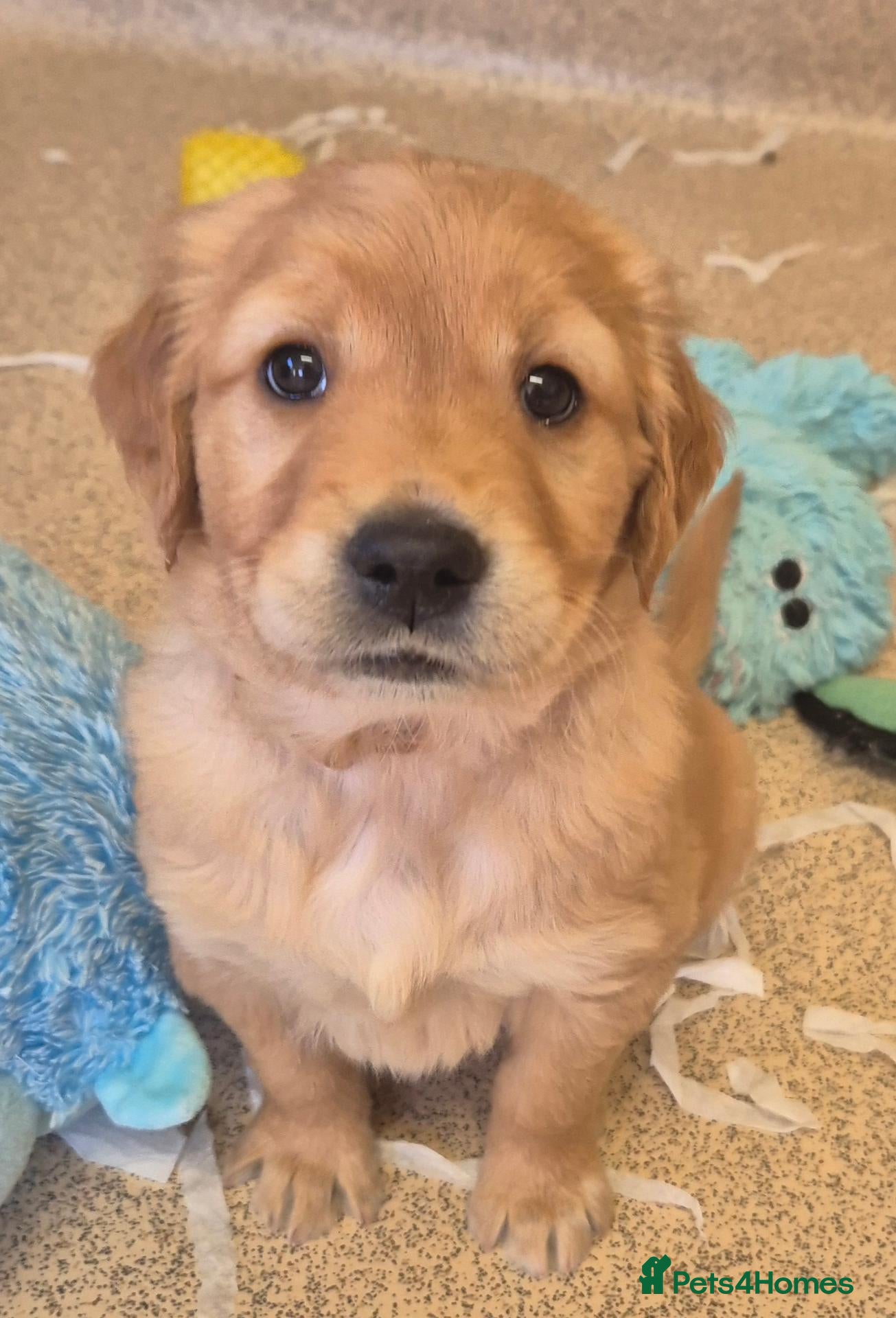 Golden Retriever dogs for sale:  Kennel Club registered Golden Retriever Puppies  - Advert 2