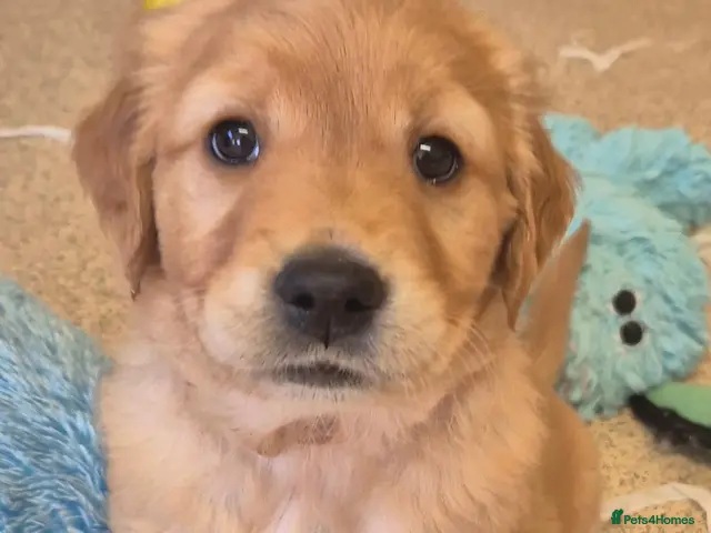 Golden Retriever dogs for sale: Kennel Club registered Golden Retriever Puppies - Advert 2