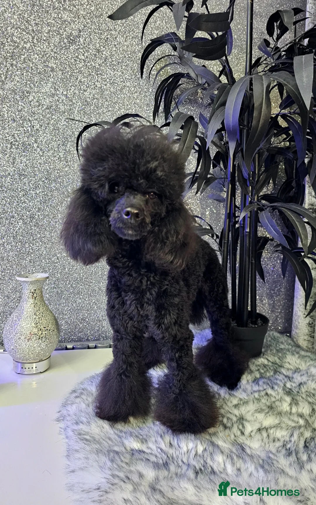 Toy Poodle dogs for stud: Toy poodle stud boy  in Blackburn - Advert 6