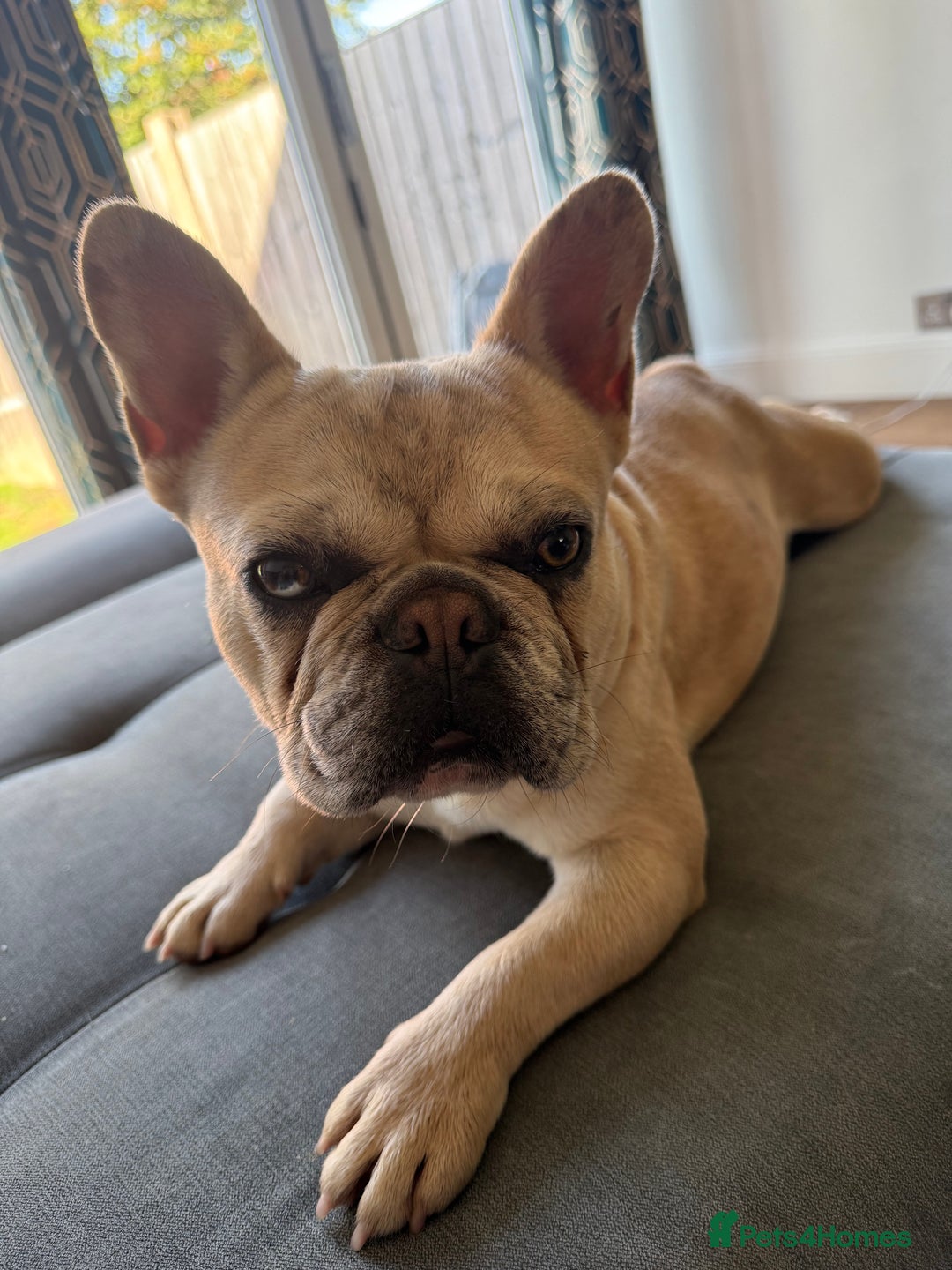 French Bulldog dogs for sale: Met our beautiful boy  - Image 3