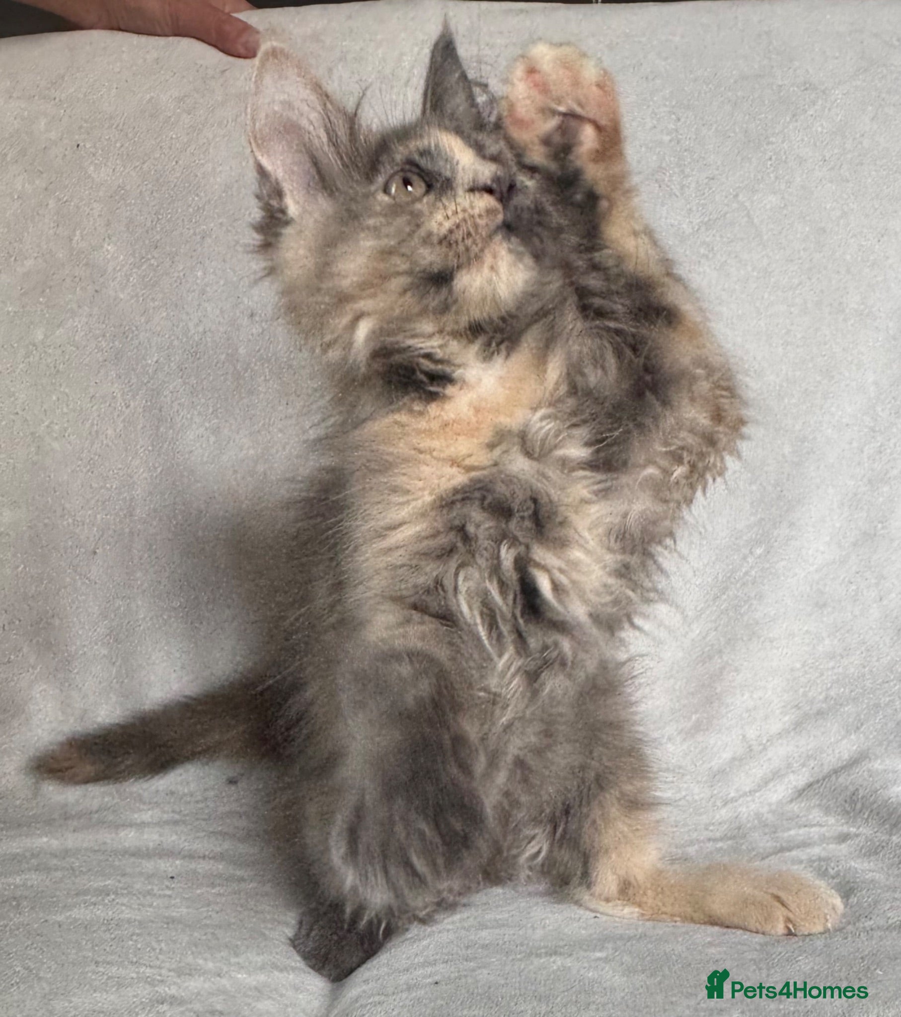Maine Coon cats Reduced! TICA Maine Coon Kittens active possible  - Advert 1