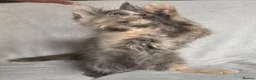 Maine Coon cats for sale: Reduced! TICA Maine Coon Kittens active possible  - Advert 3