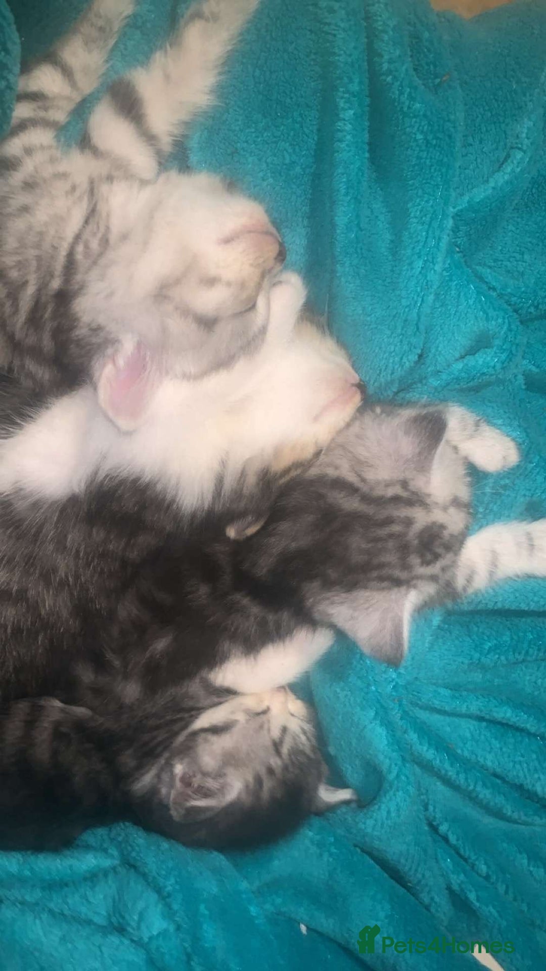 British Shorthair cats for sale: Rare silver tip British shorthair kittens - Advert 5