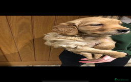 Golden Retriever dogs for sale: Beautiful Health Tested Puppies  - Image 18