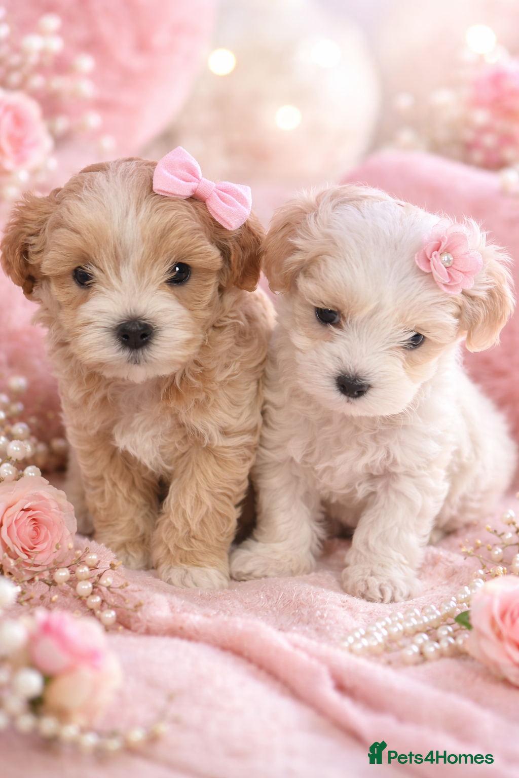 Maltipoo dogs Exceptional Genuine Maltipoo Puppies  - Advert 11