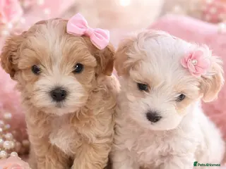 Maltipoo dogs Exceptional Genuine Maltipoo Puppies - Advert 11