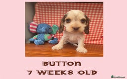 Cocker Spaniel dogs for sale: Beautiful Show Cocker Girl ready NOW  - Image 4