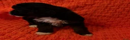 Shihpoo dogs for sale: Toy shipoo pups  - Advert 11
