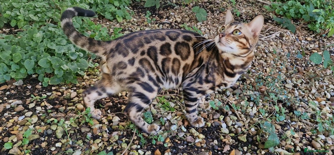 Bengal cats for stud: Bengal cat for stud, Fabio. in Peterborough - Image 21