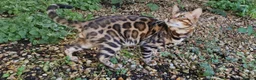 Bengal cats for stud: Bengal cat for stud, Fabio. in Peterborough - Advert 21