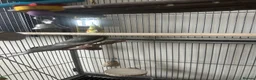 Cockatiels birds for sale: Male cockatiel looking for a new home in Weston-super-Mare - Advert 3