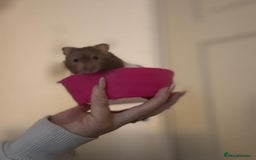 Hamster rodents for sale: Male Syrian Hamster - Image 2
