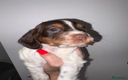 Cocker Spaniel dogs for sale: Only 1 pup left! Fantastic WCS health tested pup  - Image 7