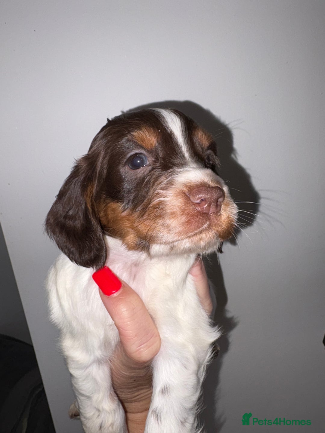 Cocker Spaniel dogs for sale: Only 1 pup left! Fantastic WCS health tested pup  - Image 7