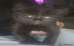 Mixed Breed cats for sale: Last Female Kitten From the Litter - Advert 5