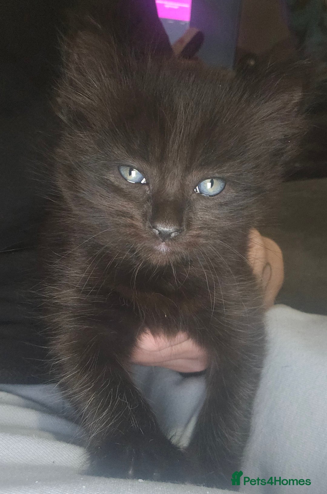 Mixed Breed cats for sale: Last Female Kitten From the Litter - Advert 5